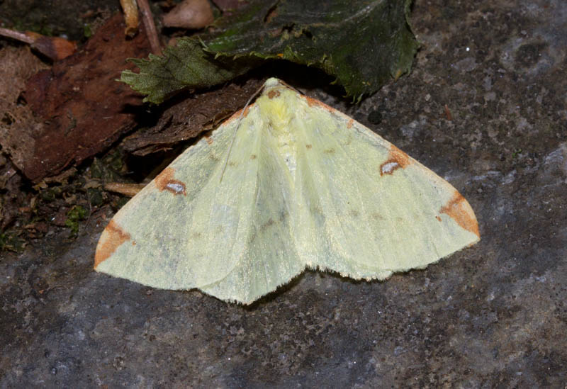 da identificare 2 - Opisthograptis luteolata, Geometridae